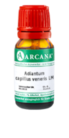 ADIANTUM CAPILLUS veneris LM 6 Dilution