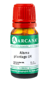 ALISMA plantago LM 1 Dilution